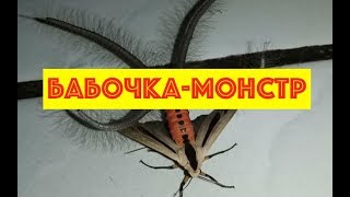 Бабочка-МОНСТР из Индонезии шокировала мир