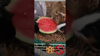 No cookie for you! #youtubeshorts #funny #animals sound @GuineaPigsAdventures