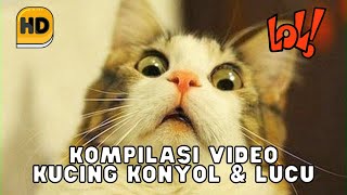 10 MENIT KOMPILASI VIDEO KUCING KONYOL & LUCU TERBARU, FUNNY CAT (HD)