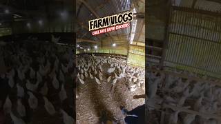 Chicken farming| layer chicken Philippines #agriculture