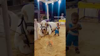 Powerful cow with cute child 😍 | cow mandi 2024 | #mandi #shortsfeed