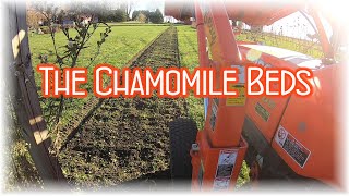 The Chamomile Beds