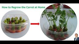 Regrowing Carrot at Home #shorts