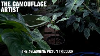 Aglaonema pictum tricolor - Camouflage Plant - Javaniska Elflora