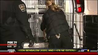 Fox 29 - Good Day Coverage of Dog Fighting Bust in West Philadelphia