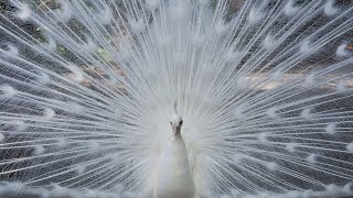 Magneficent White Peacock (BIRD) opening its Beautiful Tails to attract Female