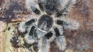 COME MEET MY TARANTULAS and CHAT