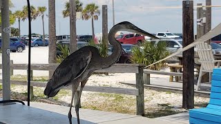 🦊 Blue Heron Figured Out The Best Place to Be When Fishermen Come Home #wildlife #florida #habitat