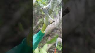 splice graft on avocado