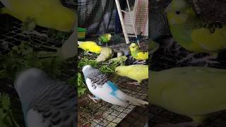 21 August 2023 Are you feeding your budgies the right food?