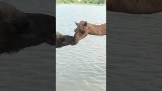 Loveria seen between two camels#تاريخ_الجمال #animals #camelculture