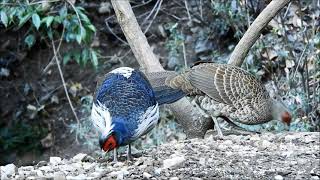 khalij pheasant