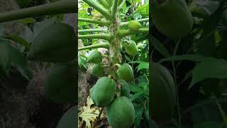 #bonsai #papaya #tree