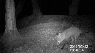 Fox Cannock Chase TrailCam Footage Maginon wk3hd