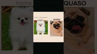 QUASO👻 #Croissant #quaso #meme #dogs #cute #memea #foryou #fypシ゚viral #pug #store  #capcut # #anime