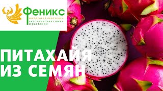 Питахайя. Проращивание семян дома!