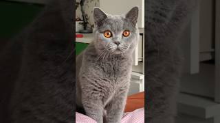 #shortvideo #mood #moskov #cat #catshorts #catsvideo #котики