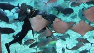 Dubai Aquarium & Underwater Zoo / feeding time