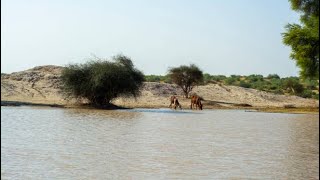 Pakistani Desert Village Life Near India Pakistan Border | Cholistan Desert most beautiful village#4