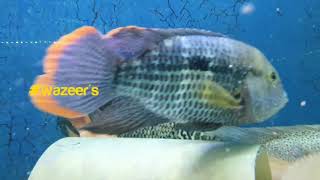 Large Cuban Cichlid