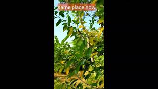 My garden tour | one year before and same place in now || see the difference in plant's growth