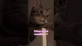 Paw and Order Cat Unit - Crimes my cat committed 😹lustige Katzenvideos 😻 #shorts #cats