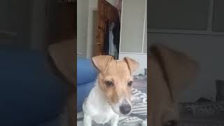 my puppy reaction 🤣