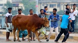 ঘরে বসেই কোরবানি দিন, প্রতি ভাগা মাত্র ১২০০০ টাকা, শুধুমাত্র চট্টগ্রাম সিটি এলাকায়।