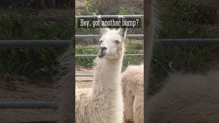 That one guy at every party #memes #meme #memeviral #shorts #funny #jokes #llama #comedy #lol