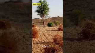 ओ भाया कणका गी रुत देखो आगी🤣😜//new Rajasthani marwadi whatsapp status/att farm/farmer life #shorts