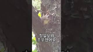 퇴직후 일상, 청설모