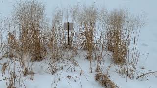 What Upland Switchgrass is Standing Best in Early Winter:  5 Tested!