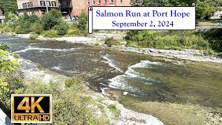 Salmon Run at Port Hope  - September 2, 2024 - 4K