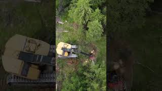 Excavator cuts a tree