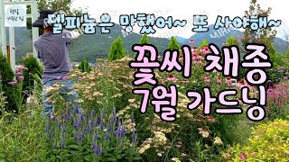 7월 가드닝/꽃씨를 채종하고 애플민트 수확해요...델피늄은 망했어요/여름 정원 가꾸기/주택 정원 일상