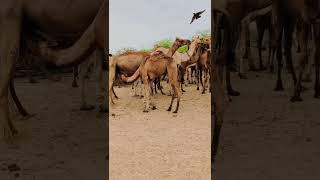 camels #viral #shorts #shortsvideo #camel #camellife #camelculture #camel_racing