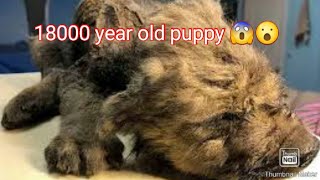 18000 year old puppy