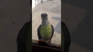 The bird is knocking on the window with its beak. Part - 2. Perfect focus and close up video #shorts