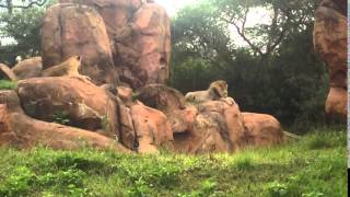 Animal Kingdom Lions