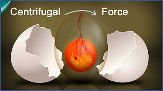 Egg vs Centrifugal Force | Matescium