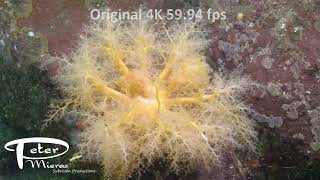 wide shot of Burrowing Sea Cucumber feeding