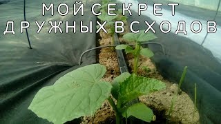 Мой секрет дружных всходов!