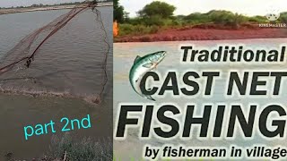 traditional cast netfishing by fisherman/villege cast net fishing/cast net fishing... (2nd part)