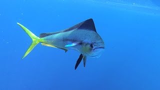 Dolphin and Cobia From Stuart, Florida