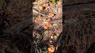 Mushroomsland (Beautiful nature) #shortvideo #pnw #fyp #king #outdoors #reels #tiktok #nature #food