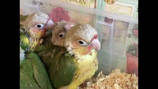 Baby parrots hatched from eggs hand reared hand raised conure chick funny By bird Luv parrots