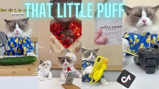 That Little Puff Compilation | the most popular collection #thatlittlepuff #catsofyoutube