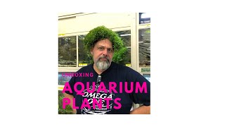 NEW PLANTS! Dustins Fish Tank Unboxing @ BensonsFishRoom 1/19/2019