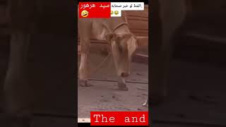 #shorts سيد هرهور لن تصدق ماذا فعل