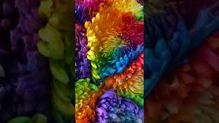 Хризантемы. Радуга Rainbow flowers